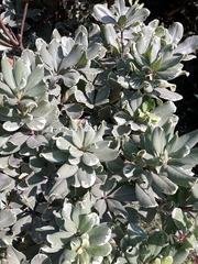 Pittosporum tobira