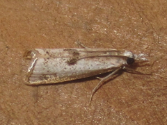 Microcrambus croesus