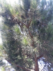 Pinus nigra