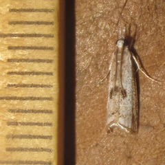 Microcrambus croesus