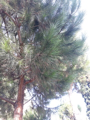 Pinus nigra