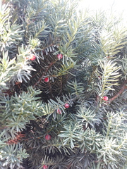 Taxus