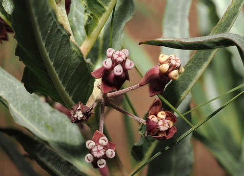 Bract milkweed (Asclepias brachystephana)
