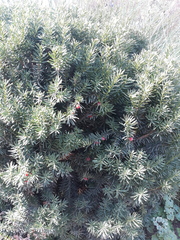 Taxus