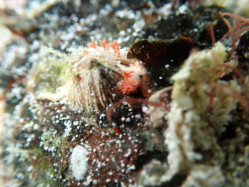 Red-Headed Aeolid
