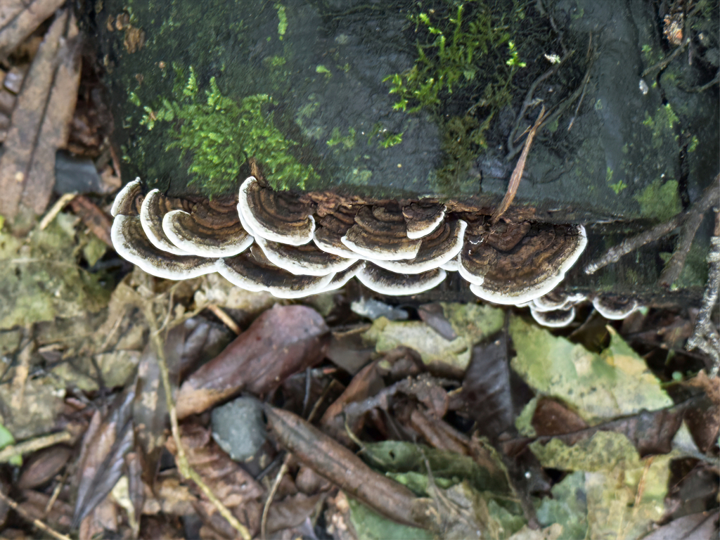 Bjerkandera adusta · July 2025 · photo: © jeremy_rolfe (iNaturalist, cc-by)