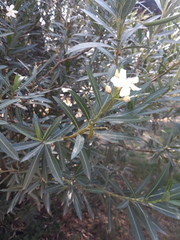 Nerium oleander