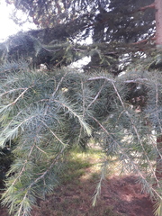 Cedrus deodara