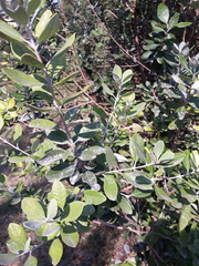 Feijoa sellowiana