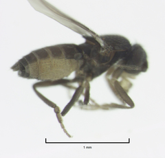 Trachyopella lineafrons