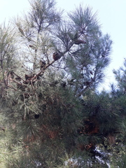 Pinus