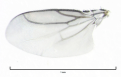 Trachyopella lineafrons