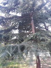 Cedrus deodara