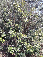 Feijoa sellowiana