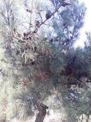 Pinus