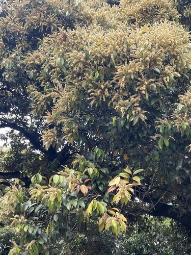Castanopsis sieboldii iNat (1)