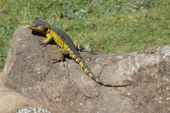 Pseudocordylus subviridis