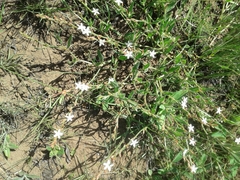 Oxygonum dregeanum