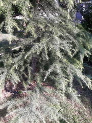 Cedrus deodara