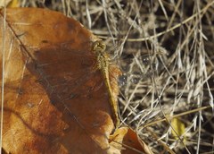 Sympetrum meridionale