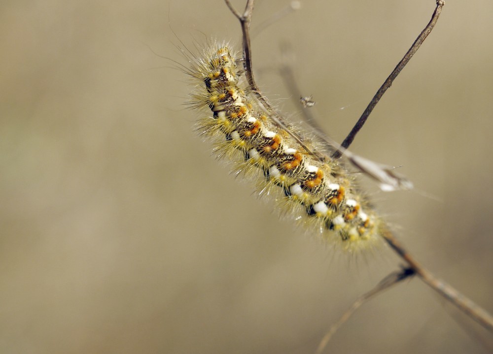 Simyra nervosa
