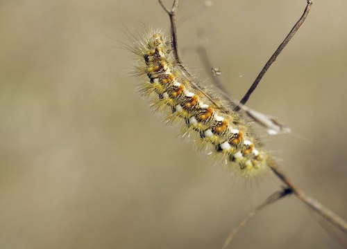 Simyra nervosa