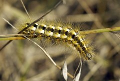 Acronicta nervosa