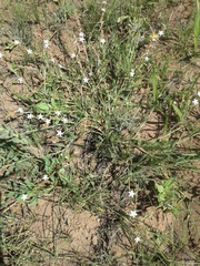 Oxygonum dregeanum