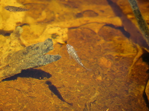 Yucatan pupfish (Cyprinodon artifrons) — Cyprinodontidae — 5