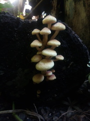 Fungi