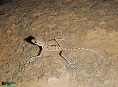 Cyrtopodion kiabii