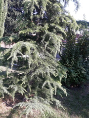 Cedrus deodara