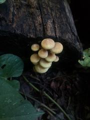Fungi