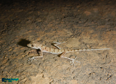 Cyrtopodion kiabii