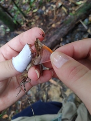 Anolis maculiventris