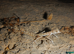 Cyrtopodion kiabii