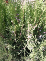 Juniperus scopulorum