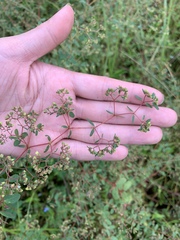 Euphorbia hyssopifolia image