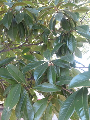 Magnolia grandiflora