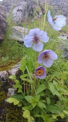 Meconopsis aculeata