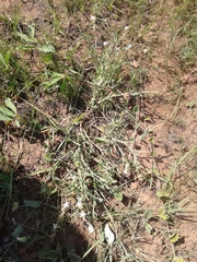 Oxygonum dregeanum