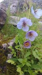Meconopsis aculeata