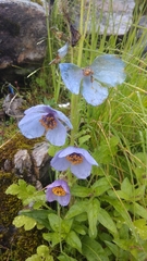 Meconopsis aculeata