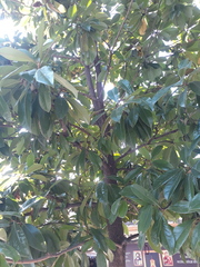 Magnolia grandiflora