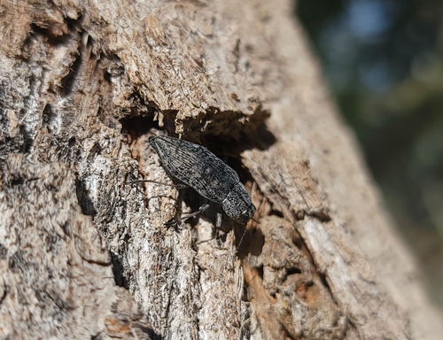 Poecilonota montana