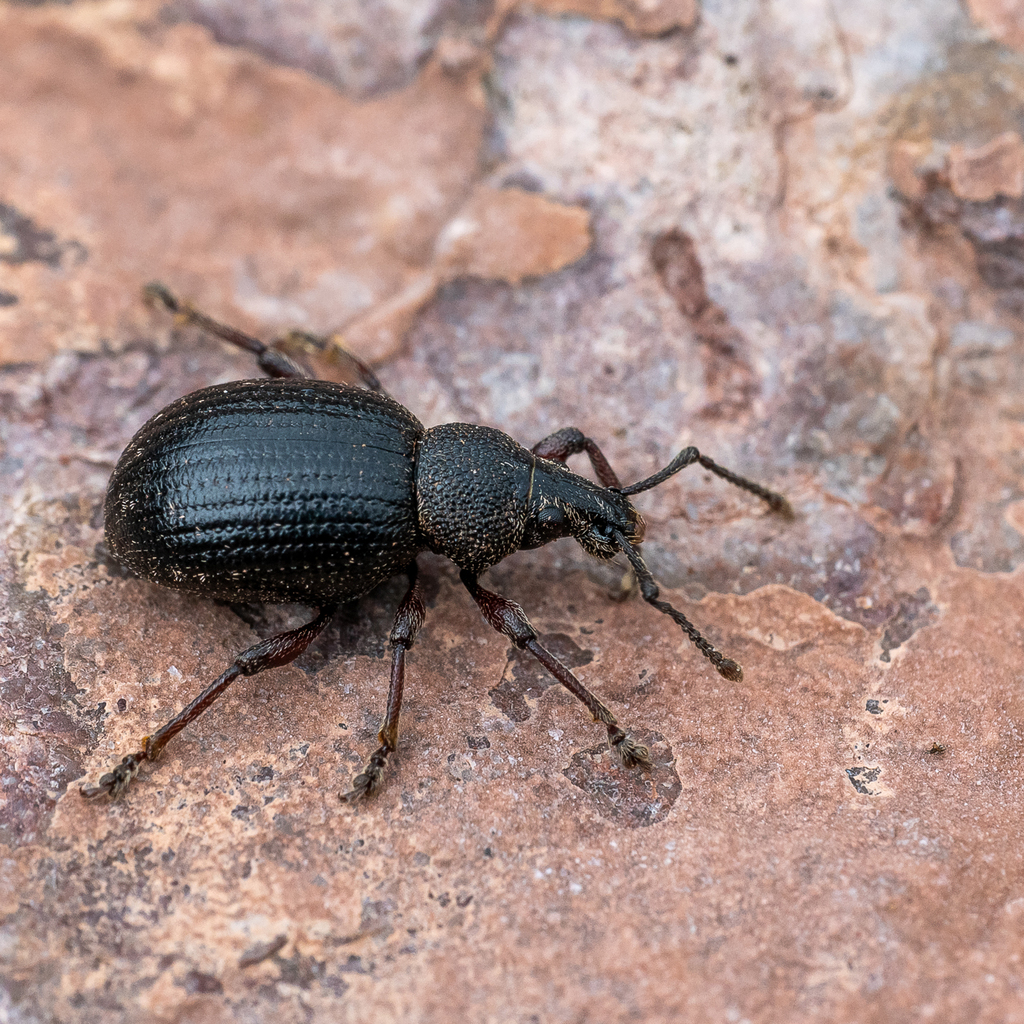 Otiorhynchus nodosus