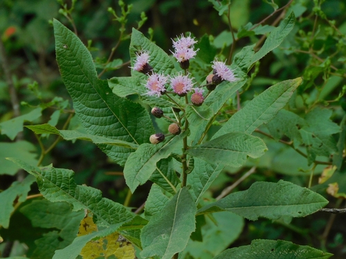 Vernonanthura auriculata