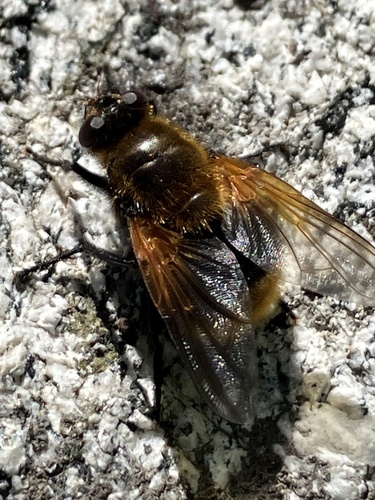 Unknown species found near Payette National Forest, New Meadows, ID, US