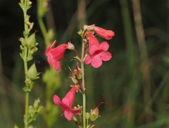 Penstemon wrightii