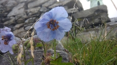 Meconopsis aculeata